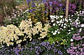 CHRYSANTHEMUM INDICUM LICHTKUPPEL, ACONITUM NAPELLUS, ANEMONE JAPONICA