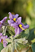 SOLANUM VESPERTILIO