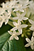 PENTAS LANCEOLATA