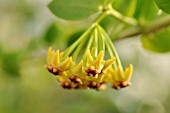 HOYA CUMINGIANA