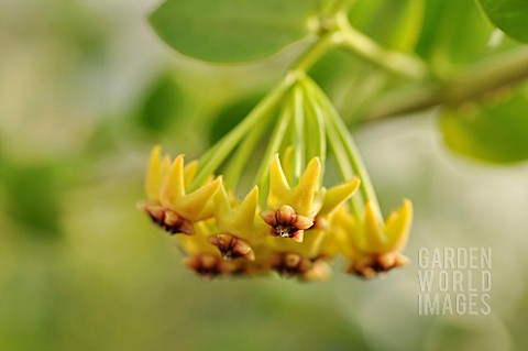 HOYA_CUMINGIANA