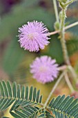 MIMOSA PUDICA