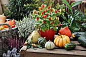 CAPSICUM ANNUUM WITH CUCURBITA PEPO