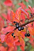 COTONEASTER FOVEOLATUS