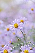 ASTER LAEVIS ANNEKE VAN DER JEUGD