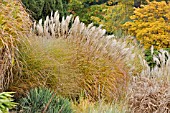 MISCANTHUS SINENSIS