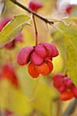 EUONYMUS EUROPAEUS