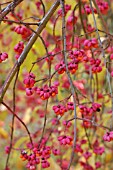 EUONYMUS EUROPAEUS