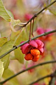 EUONYMUS EUROPAEUS