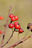 ROSA ARNOLDII HIPS