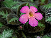 EPISCIA CUPREATA PINK PANTHER, FLAME VIOLET