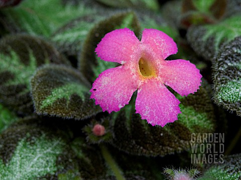 EPISCIA_CUPREATA_PINK_PANTHER_FLAME_VIOLET