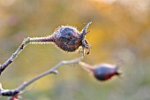 ROSA VILLOSA DUPLEX