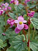 BEGONIA GRANDIS, HARDY BEGONIA