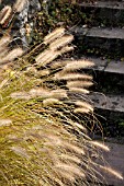 PENNISETUM ALOPECUROIDES SYN. PENNISETUM COMPRESSUM