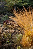 MOLINIA ARUNDINACEA TRANSPARENT