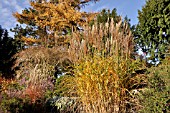 MISCANTHUS SINENSIS PUENKTCHEN