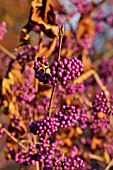 CALLICARPA JAPONICA