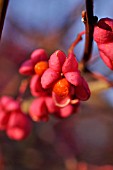 EUONYMUS HAMILTONIANUS