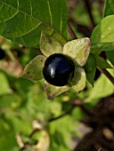 ATROPA BELLA-DONNA, DEADLY NIGHTSHADE