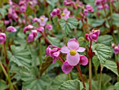 BEGONIA GRANDIS, HARDY BEGONIA