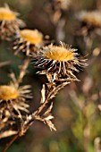 CARLINA VULGARIS