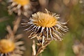 CARLINA VULGARIS