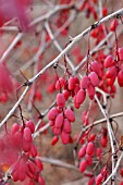 BERBERIS VULGARIS