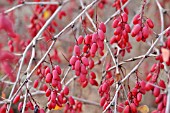 BERBERIS VULGARIS