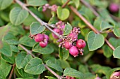 SYMPHORICARPOS X CHENAULTII HANCOCK