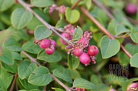 SYMPHORICARPOS_X_CHENAULTII_HANCOCK