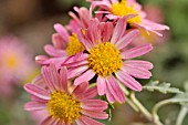 CHRYSANTHEMUM SHIWOGIKU