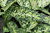 DIEFFENBACHIA MACULATA EXOTICA