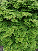 CHAMAECYPARIS OBTUSA, HINOKI CYPRESS