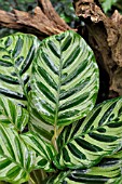 CALATHEA MAKOYANA