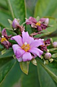 PERESKIA GRANDIFOLIA