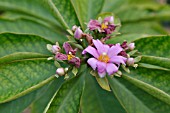 PERESKIA GRANDIFOLIA