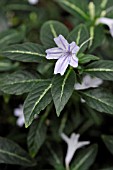 RUELLIA MAKOYANA