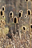 DIPSACUS FULLONUM