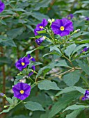 LYCIANTHES RANTONNETII, BLUE POTATO BUSH