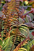 DRYOPTERIS FILIX-MAS, COMMON MALE FERN