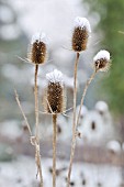 DIPSACUS FULLONUM