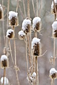 DIPSACUS FULLONUM