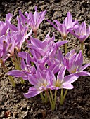 COLCHICUM SPECIOSUM, AUTUMN CROCUS