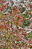 PHOTINIA DAVIDIANA SYN. STRANVAESIA DAVIDIANA