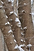 GLEDITSIA JAPONICA