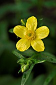 RANUNCULUS CORTUSIFOLIUS