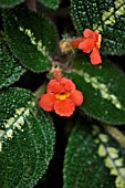 EPISCIA CUPREATA