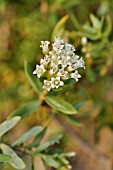 CRASSULA SARCOCAULIS