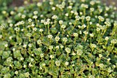 CRASSULA SOCIALIS